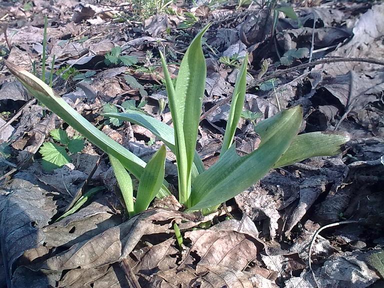 Rosetta di Ophrys da id